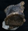 Camptosaurus Caudal (Tail) Vertebrae #5962-1